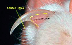 Desungulacion / Oniquectomia en gatos.