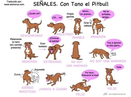 Corte de orejas y rabo en perros.