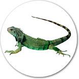 Clinica veterinaria para reptiles en Madrid.