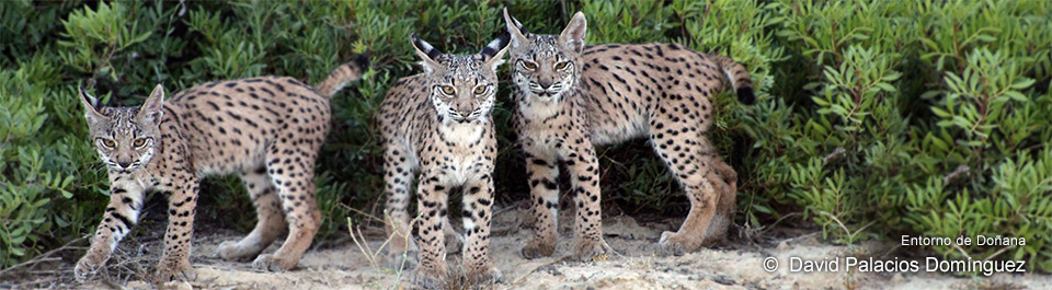 Nuestros veterinarios colaboran en la proteccion del lince.