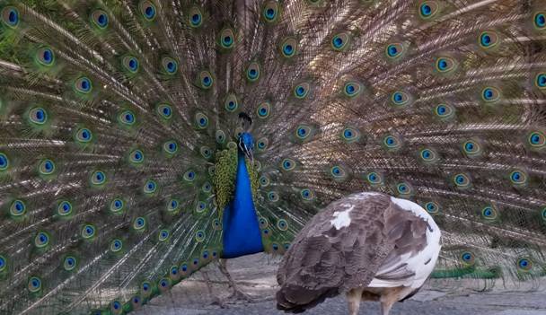 Enfermedades de la Aves