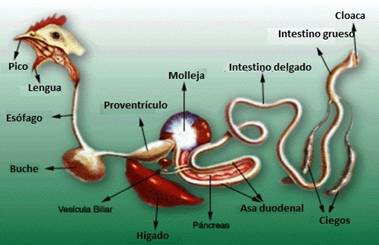 Gastroenterologia y Renal