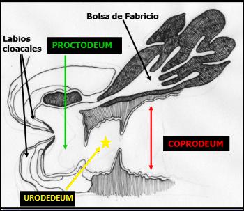 Gastroenterologia y Renal