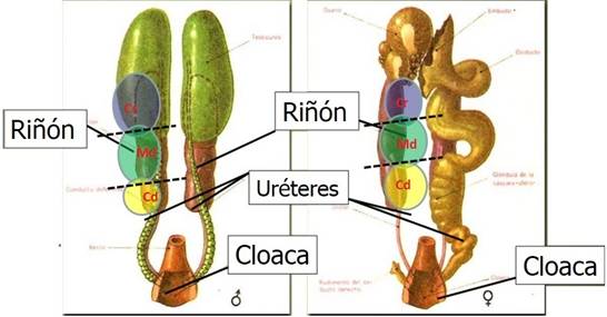 Gastroenterologia y Renal