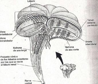 Gastroenterologia y Renal