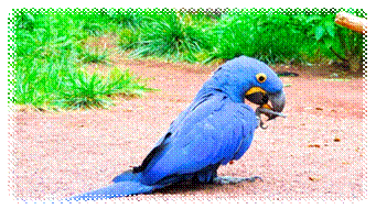 anodorrinchus-sale-parrot.jpg