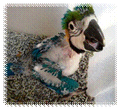 pollo-ara-ararauna-papillero.jpg