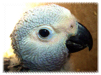 yaco-pollo-psittacus.jpg