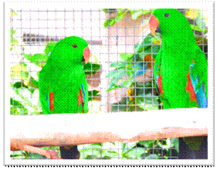 eclectus-macho-veterinario.jpg