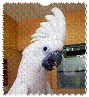 cacatua-alba-veterinario.jpg